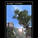 sunset_forest